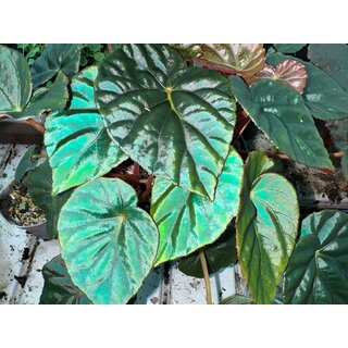 Begonia Pavonina rare