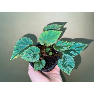Begonia Pavonina rare