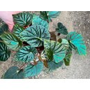 Begonia Pavonina selten