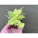 Nephrolepis spec. Yellow