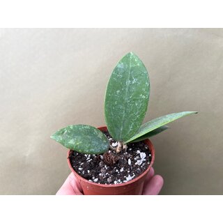 Hoya pallida