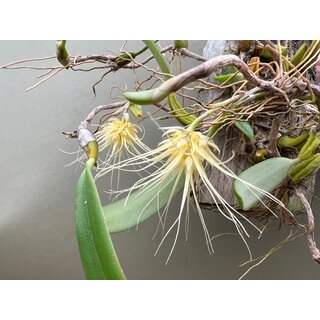 Bulbophyllum vaginatum