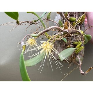 Bulbophyllum vaginatum