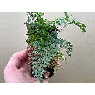 Humata tyermannii aufgebunden