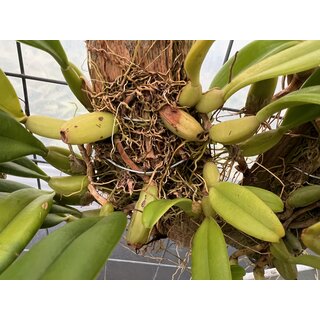 Bulbophyllum fascinator var. hampeliana