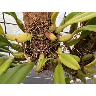 Bulbophyllum fascinator var. hampeliana