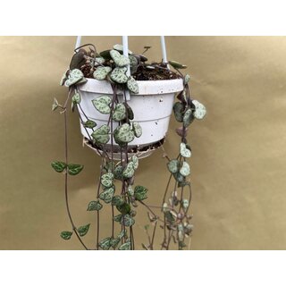 Ceropegia woodii String of Hearts` (Leuchterblume) Hngeampel
