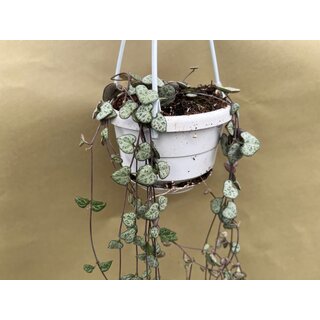 Ceropegia woodii String of Hearts` (Leuchterblume) Hngeampel