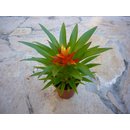 Guzmania theresa