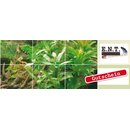 Gutschein 100,00 EUR