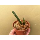Monstera Esqueleto Node
