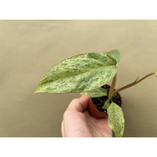 Philodendron Paraiso Verde variegata Babyplant