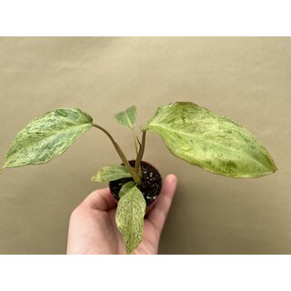 Philodendron Paraiso Verde variegata Babyplant