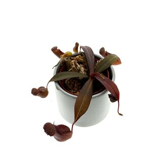 Nepenthes sanguinea red Mini