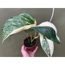 Monstera Lechleriana variegata