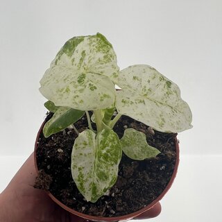 Alocasia Macrorrhiza Splash Variegata