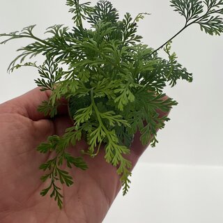 Davallia denticulata