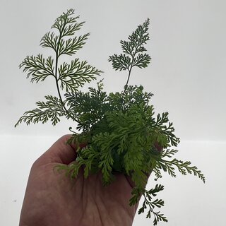 Davallia denticulata