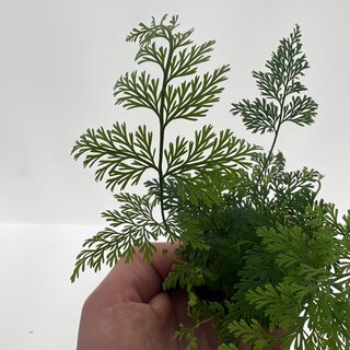 Davallia denticulata