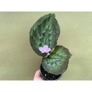 Kaempferia elegans