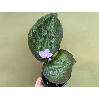 Kaempferia Pulchra