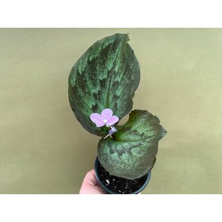 Kaempferia Pulchra