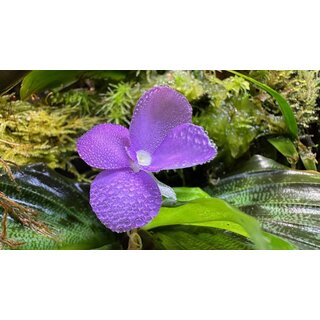 Kaempferia Pulchra