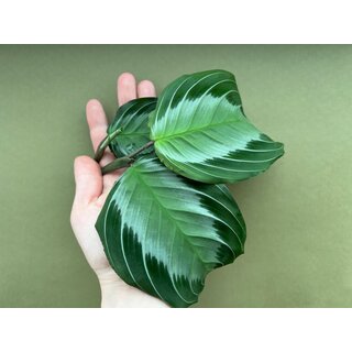 Maranta Silver Band Cutting