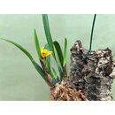 Maxillaria variabilis mounted