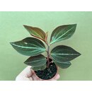 Peperomia velutina