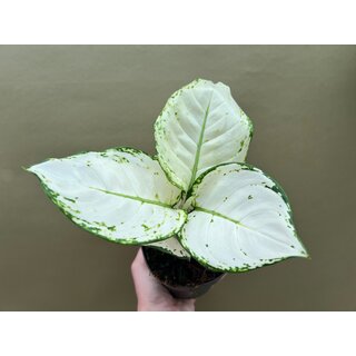 Aglaonema White Joy