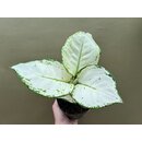 Aglaonema White Joy