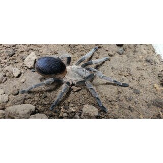 Pseudahapalopus sp. Blue