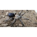 Pseudahapalopus sp. Blue