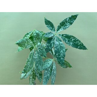 Pachira Aquatica variegata Glckskastanie