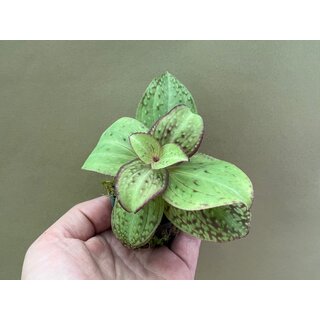 Sonerila spec. Vietnam