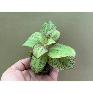 Sonerila spec. Vietnam