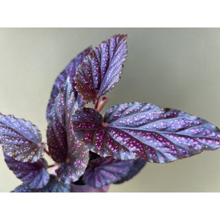 Begonia spec.Hairy Spots