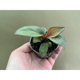 Philodendron Red Heart Raritt