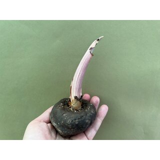 Amorphophallus asterostigmatus