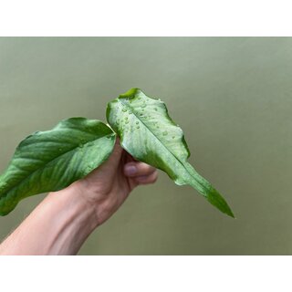 Epipremnum pinnatum skeleton key Ableger