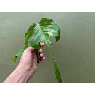 Epiprenmum pinnatum skeleton key Cutting