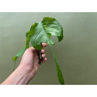 Epiprenmum pinnatum skeleton key Cutting