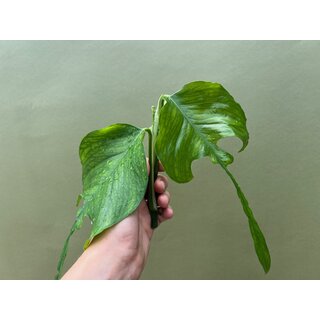 Epiprenmum pinnatum skeleton key Cutting