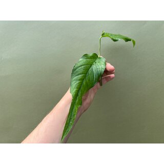 Epiprenmum pinnatum skeleton key Cutting