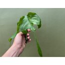 Epiprenmum pinnatum skeleton key Cutting