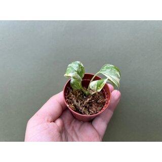 Monstera Thai Constellation TC Babyplant