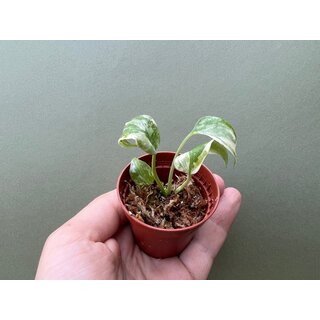 Monstera Thai Constellation TC Babyplant