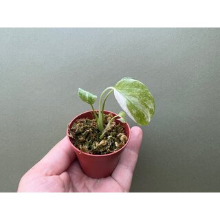 Monstera Thai Constellation TC Babyplant