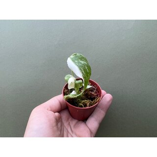 Monstera Thai Constellation TC Babyplant